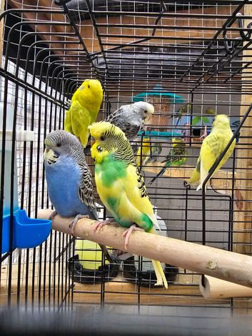 Budgies for Sale