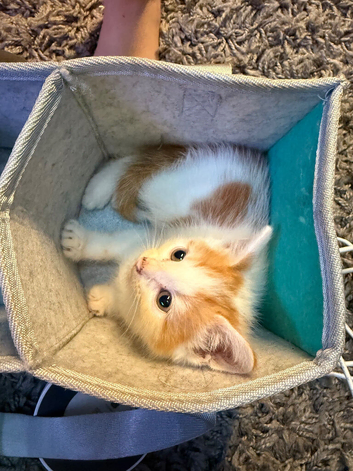 Last gorgeous male kitten for sale