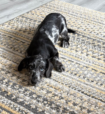 Doxie poo female Trixie