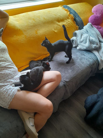 2 Black boy's Very friendly Kittens