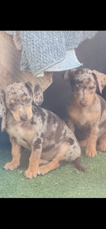 Stunning chiweenie puppies