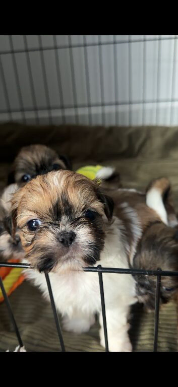 Beautiful Shih Tzu Girls Looking for Their Forever Homes