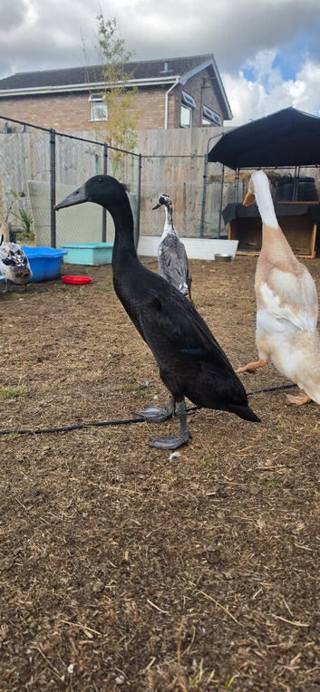 Indian runner ducks