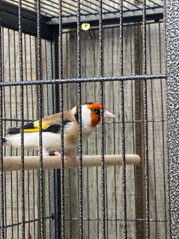 Siberian goldfinch for sale