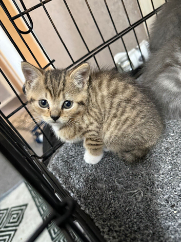 want to go to a good home