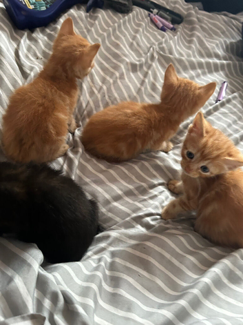 4 kittens