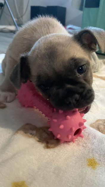 Mixed breed puppy
