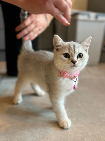 Stunning British Shorthair Kittens