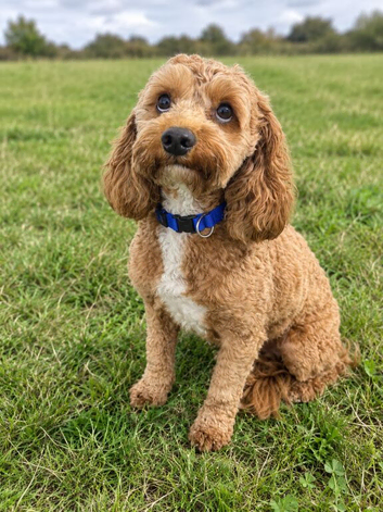 Gorgeous Cavapoo