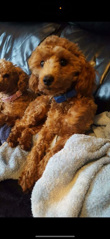 beautiful teddy the poodle