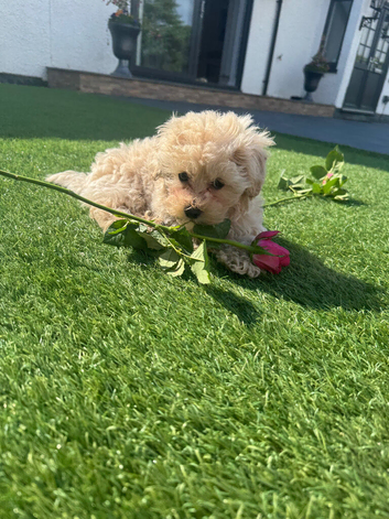 Quality stunning teddy faced Asian Maltipoo