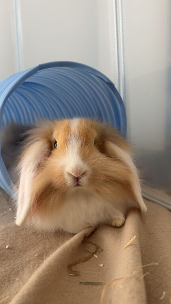 Bonded Male Rabbits