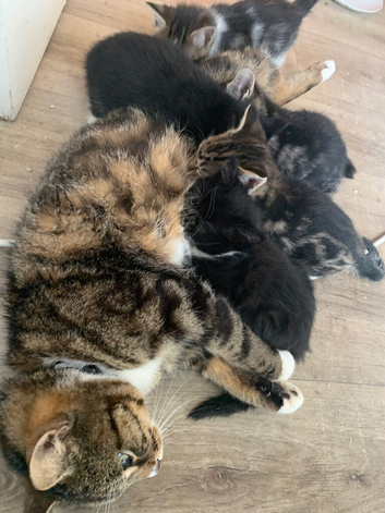 Kittens for sale