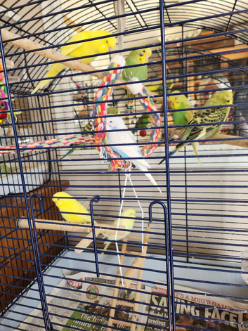 Baby budgies