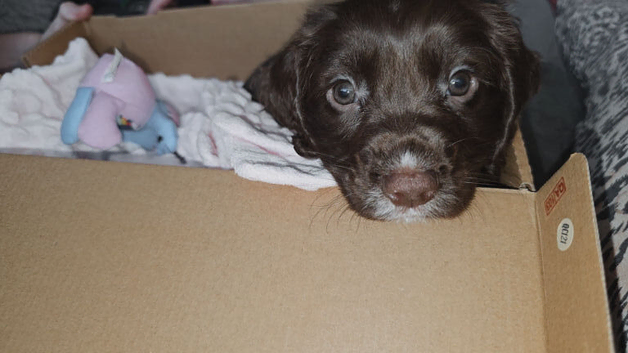 Brown girl cocker spaniel