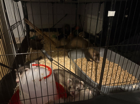 Ferret cross polecats