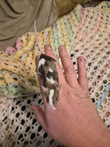 3 Cute Female Baby Fancy Mice
