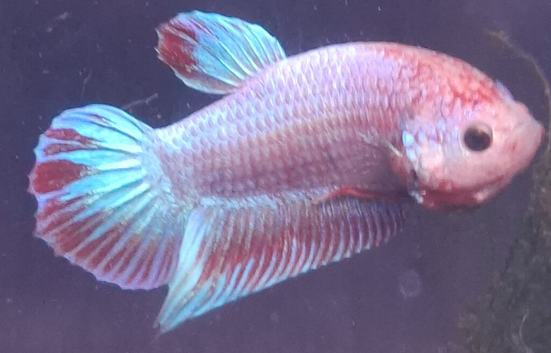 Half moon male and female bettas