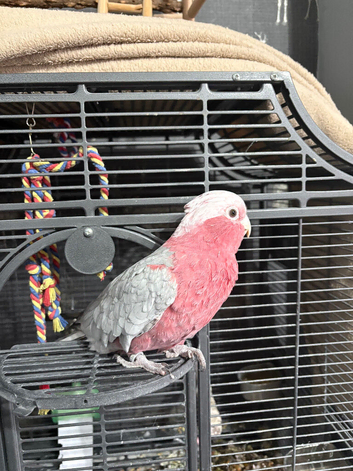 Cockatoo