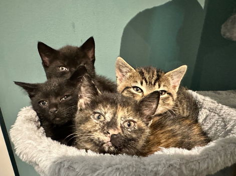 Stunning Mixed‑Breed British Shorthair Tabby Kittens &ndash; Ready to Reserve!