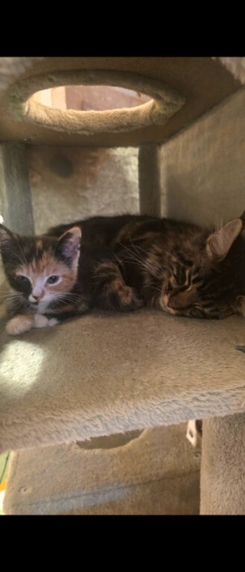 Polydactyl calico maincoon x kitten