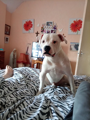 Staffy cross