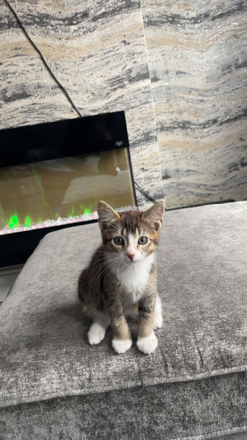 3 months female