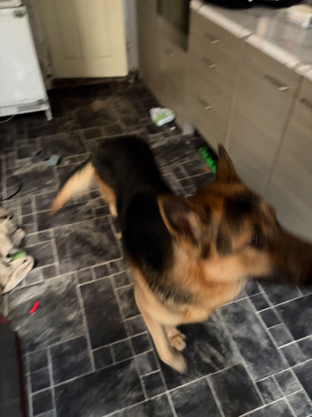 German shepherd