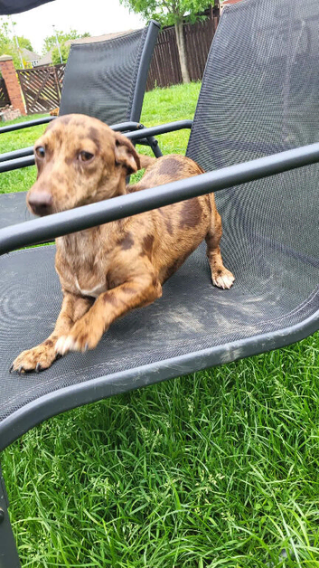 Dachshund for sale