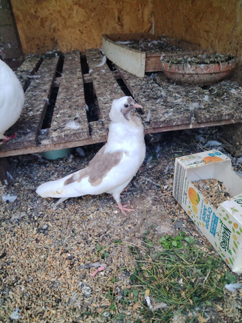 Young pigeons