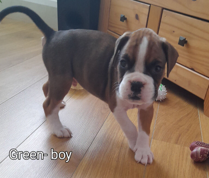Boxer puppis  for  sale