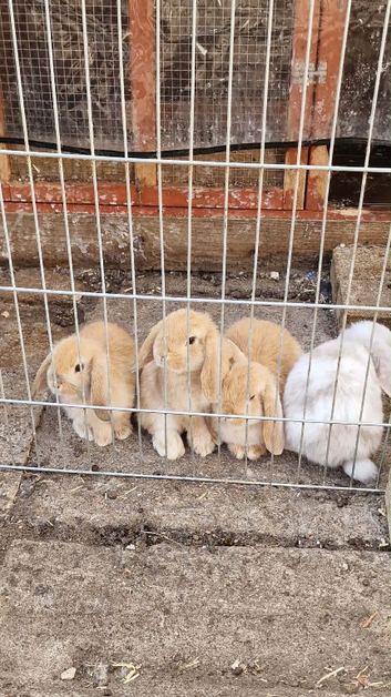 Baby rabbits