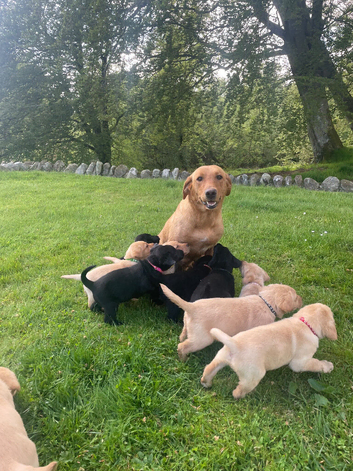 KC Registered Lab Pups
