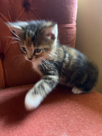 Kittens for sale (Ginger is reserved)