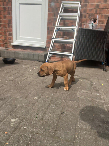 2 staff bull terrier pups