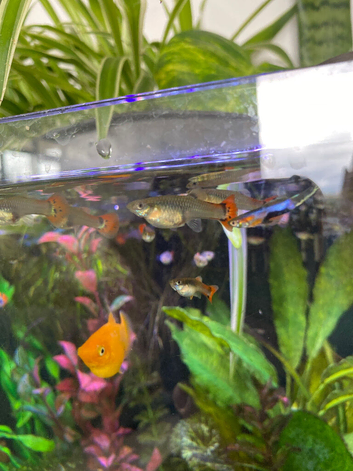 Mixed Guppies