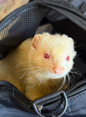12 month old albino hob