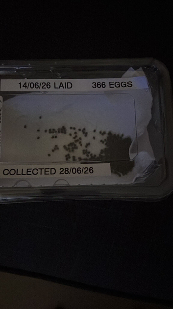 Indian stick insect eggs