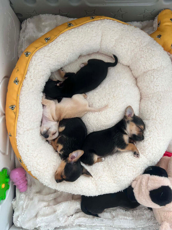 Chihuahua x jack russell