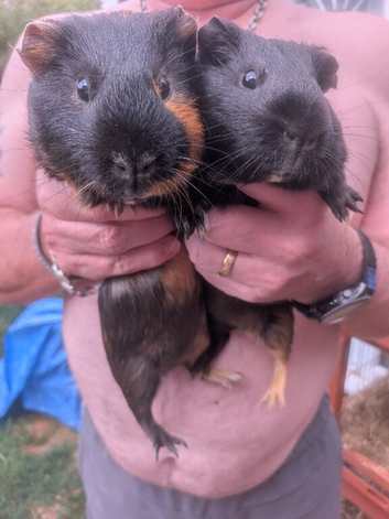2 bonded males to go to a loving home ready now