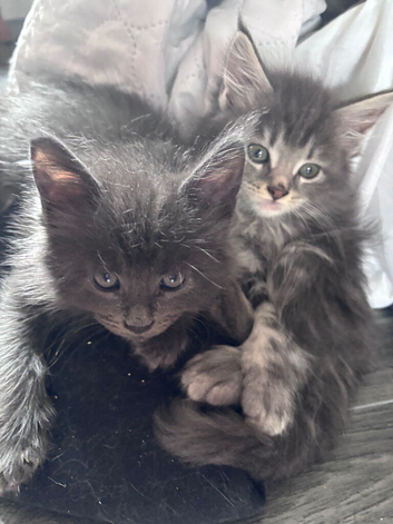 Tica reg Maine coon kittens