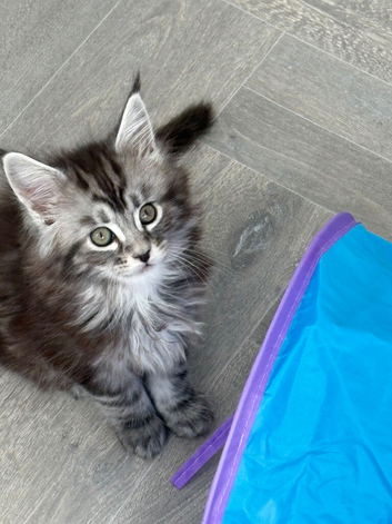 Large MaineCoon