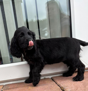 Cocker Spaniel