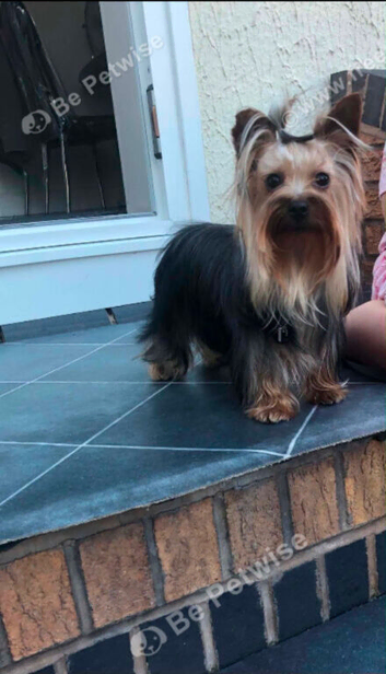 Miniature yorkshire terrier