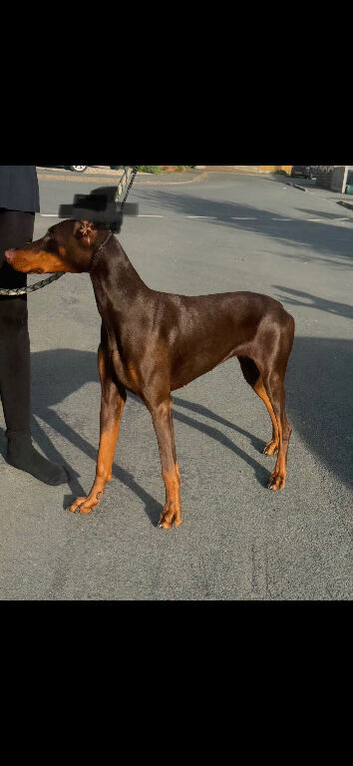 Doberman female