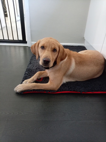 Kc reg labrador girl