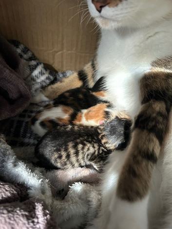Rare Turkish Angora x Ragdoll x BLH
