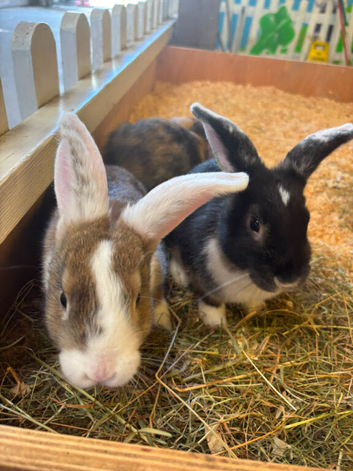 9 week old rabbits for sale