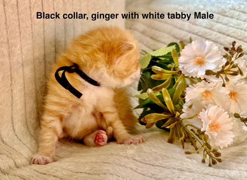 Hypoallergenic Pedigree Siberian kittens