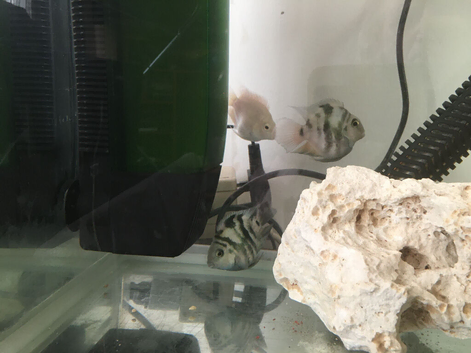 POLAR PARROT FISH & SNOW WHITE PARROT FISH X 3 ( BREEDING ) PLEASE READ BELOW